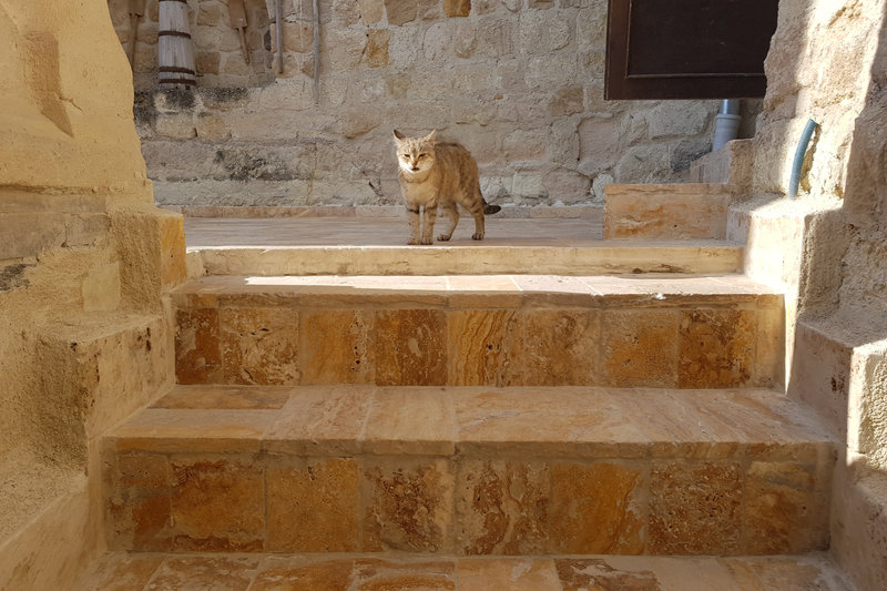 cat on the road cappadocia