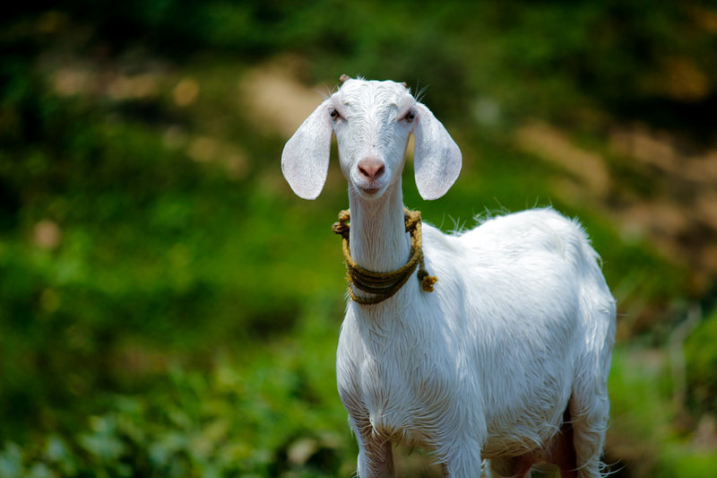 Sacrificing a Goat in Turkey for Kurban Bayram: A Time-Honored Tradition